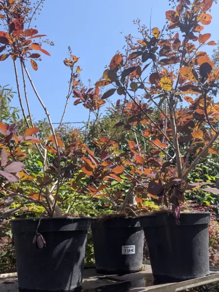 COTINUS-ARBRE-A-PERRUQUE