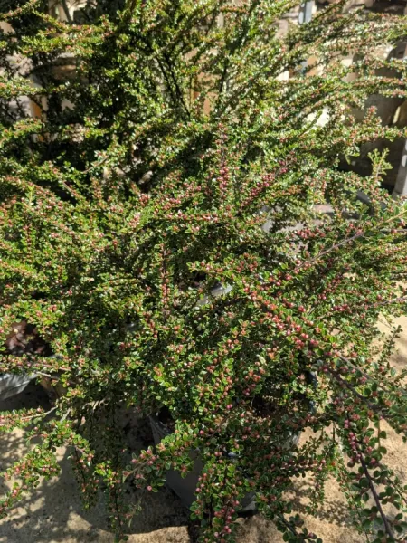 COTONEASTER-COUVRE-SOL