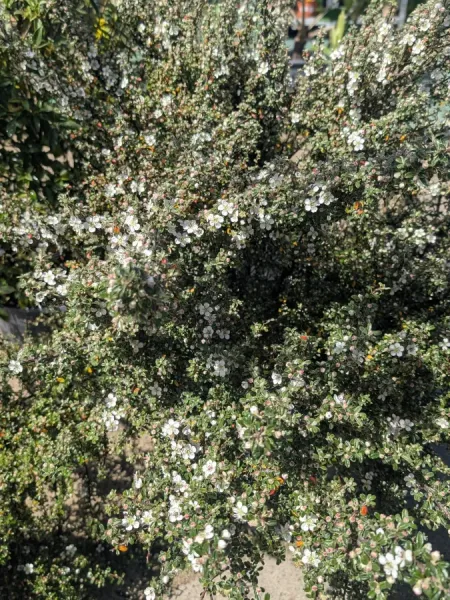 COTONEASTER