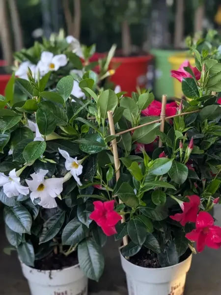 DIPLADENIA