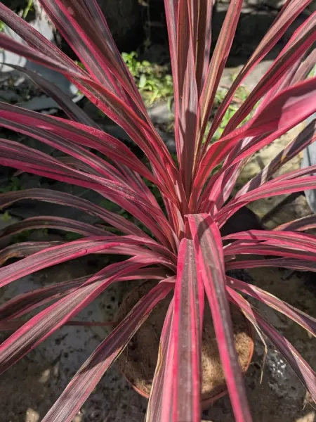 DRACAENA-ROSE