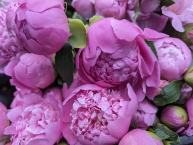 FLEURS-COUPEES-PIVOINE