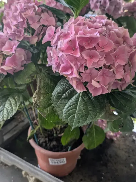 HORTENTIA-MACROPHYLLA