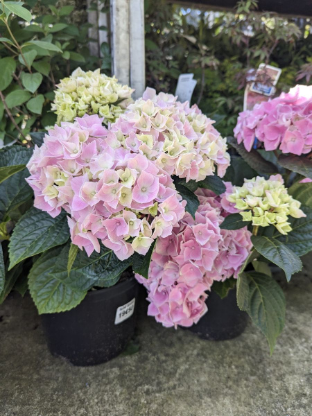 HORTENTIA-ROSE   14E50