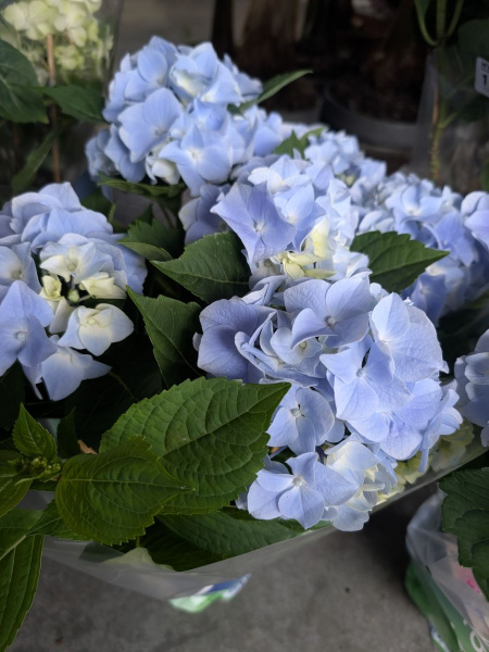 HORTENTIA BLEU 14€50