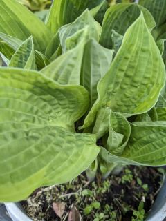 HOSTA-1