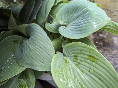 HOSTA-16