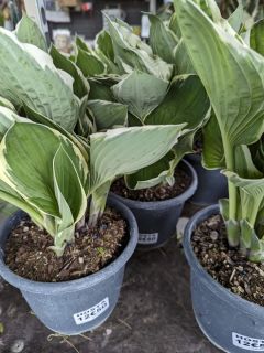 HOSTA-2