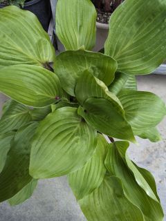 HOSTA-4