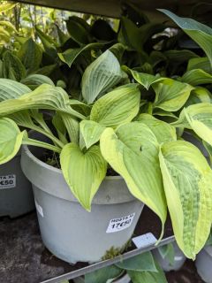 HOSTA-7