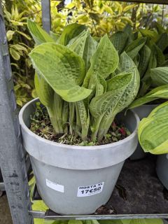 HOSTA-8