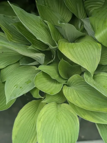 HOSTA-DIVERSES-12€50