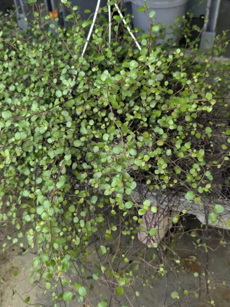 MUHELENBECKIA-SUSPENSION