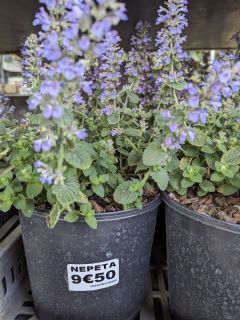 NEPETA