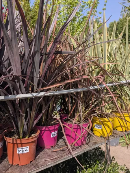 PHORMIUM dès 29€