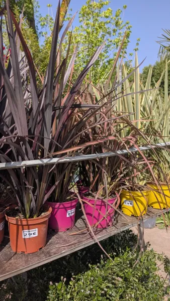 PHORMIUM dès 29€