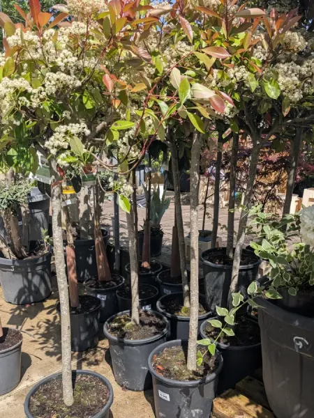 PHOTINIA-SUR-TIGE