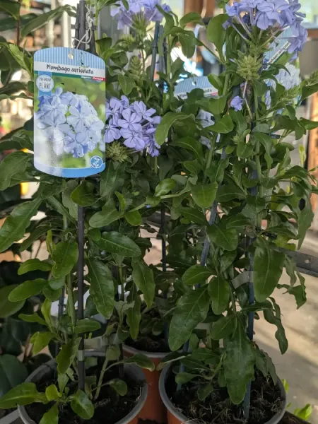 PLUMBAGO
