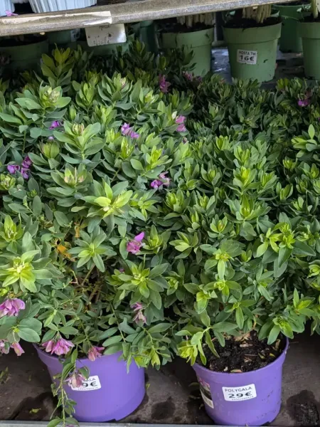 POLYGALA