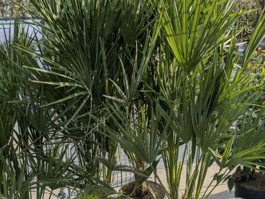 CHAMAEROPS HUMILIS