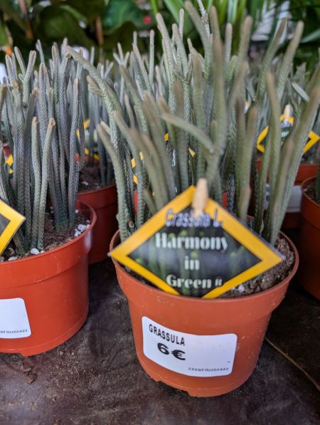 CRASSULA