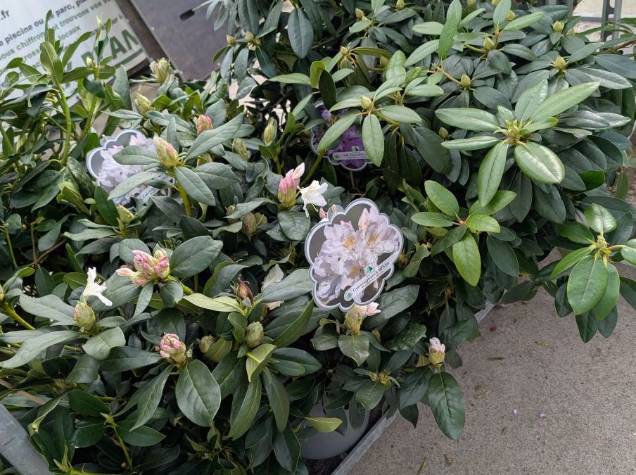 RHODODENDRON-HYBRIDE-XXL