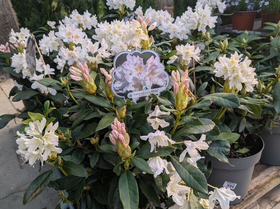 RHODODENDRON-XL-1