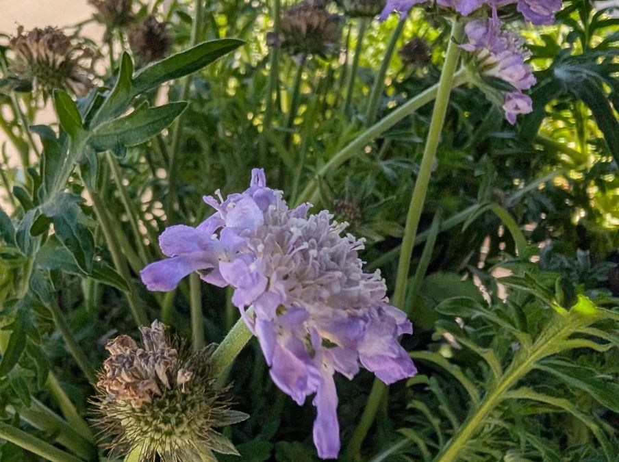 SCABIOSA