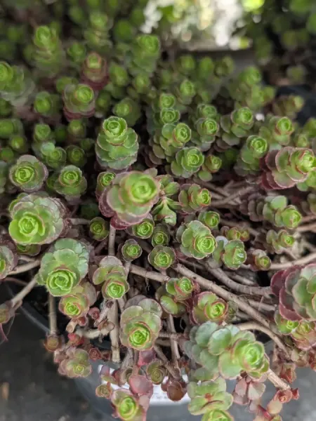 SEDUM-COUVRE-SOL