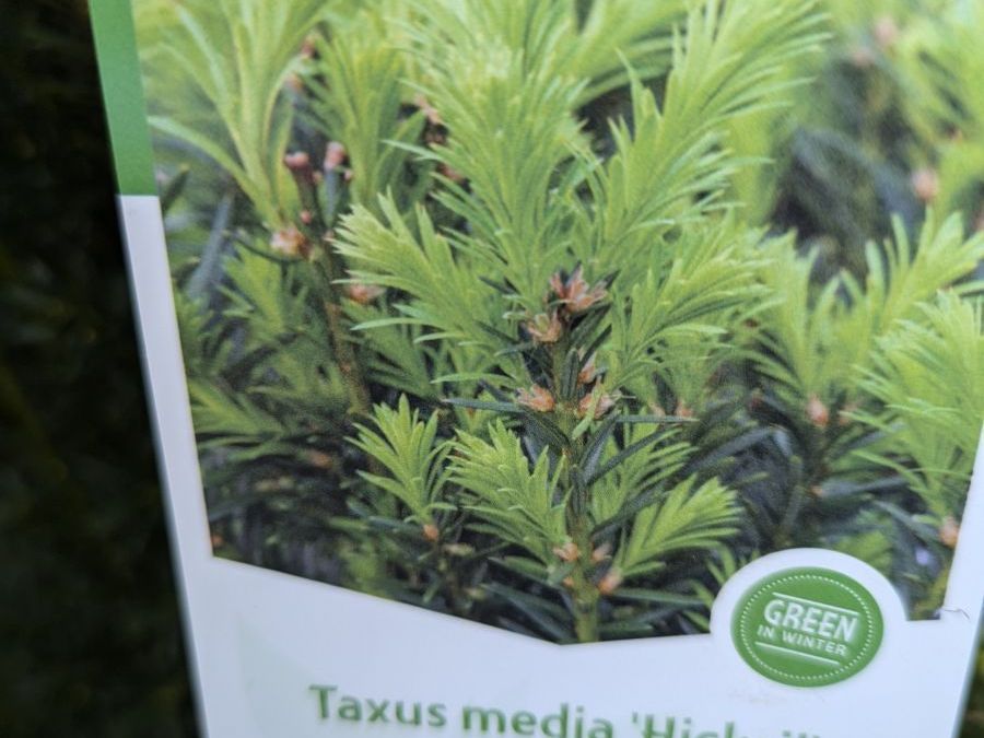 TAXUS-M-HICKSII-1