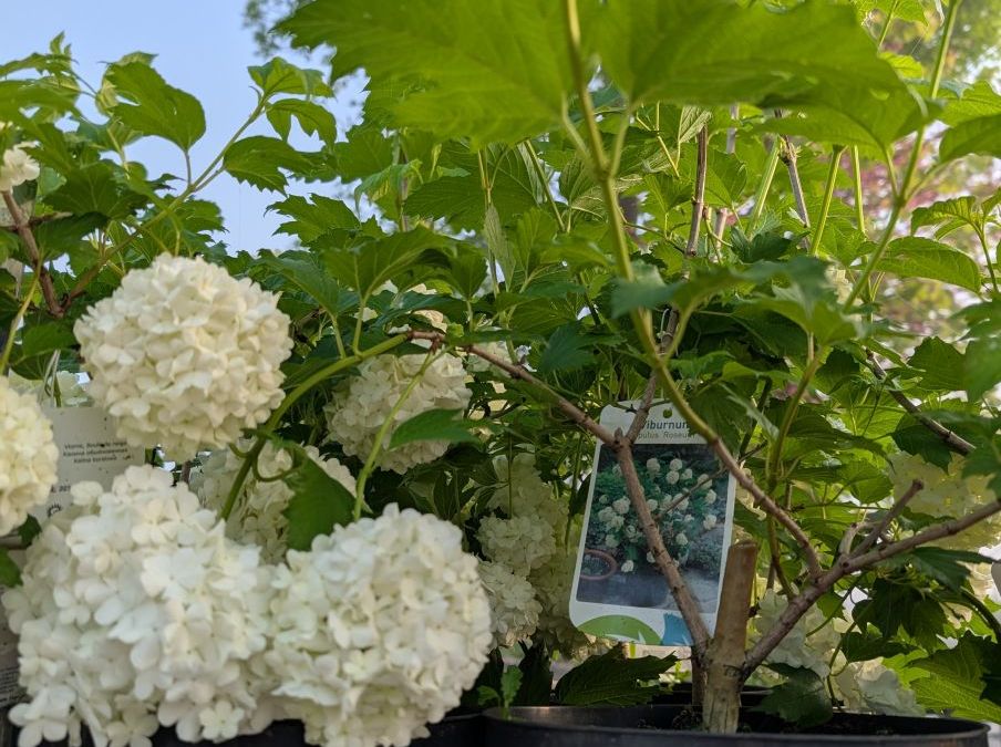 VIBURNUM-BOULE-DE-NEIGE