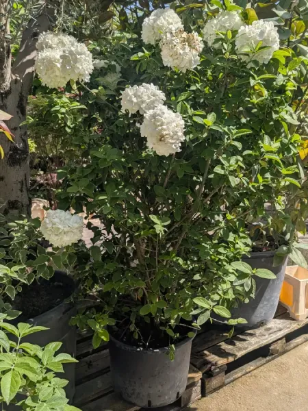 VIBURNUM-ICECREAM