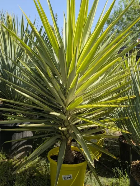YUCCA-JEWEL-2
