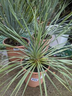 YUCCA-ROSTRATA-29E