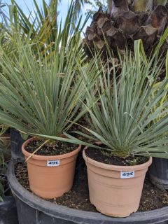 YUCCA-ROSTRATA-49E