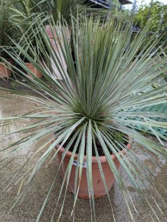 YUCCA-ROSTRATA-69E