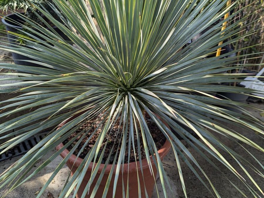 YUCCA-ROSTRATA-YUCCA-BLEU