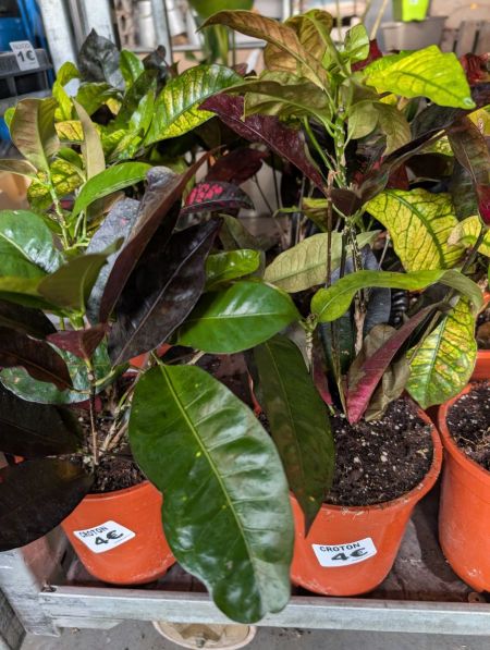 croton