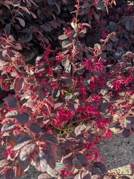 loropetalum Dès  4€ au godet 19€50 / 25€ / 45€/ 149€