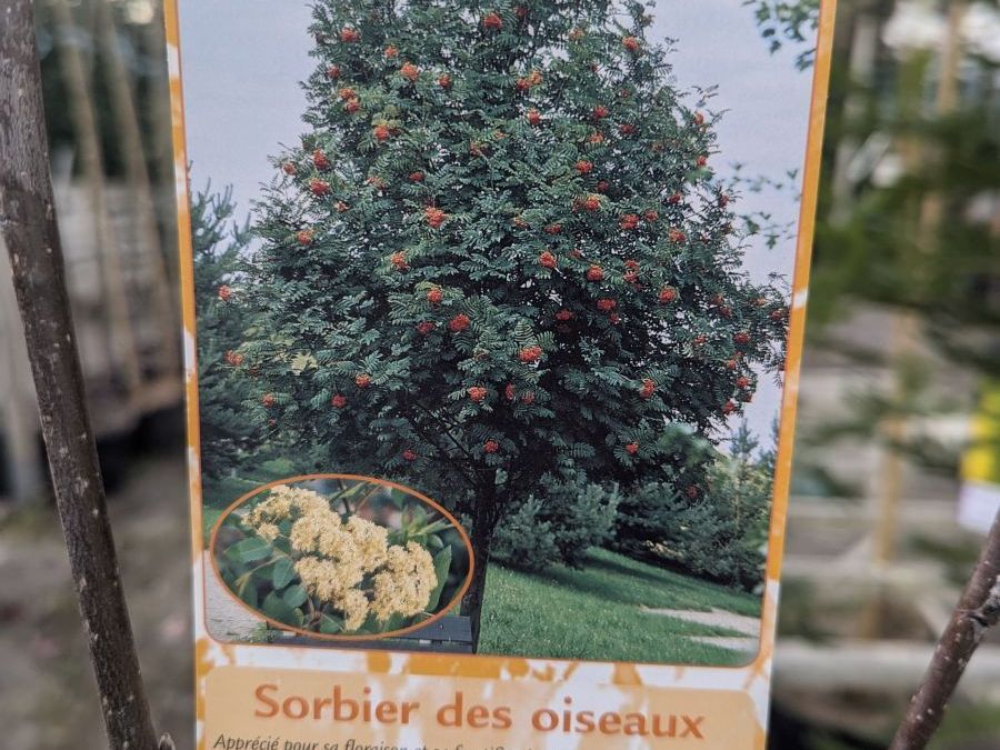 sorbus-aucuparia-2