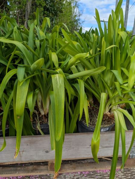AGAPANTHE-XXL- AGAPANTHE-XXL-