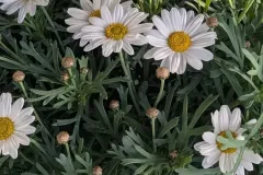 ANTHEMIS-14€