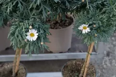 ANTHEMIS-SUR-TIGE  19€50