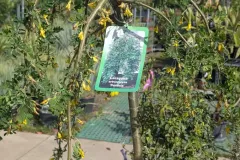 CARAGANA-ARBORESCENS-PENDULA