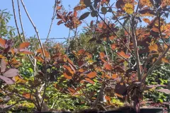 COTINUS-ARBRE-A-PERRUQUE
