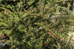 COTONEASTER-COUVRE-SOL
