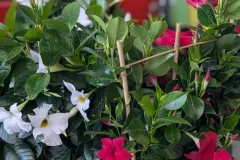DIPLADENIA