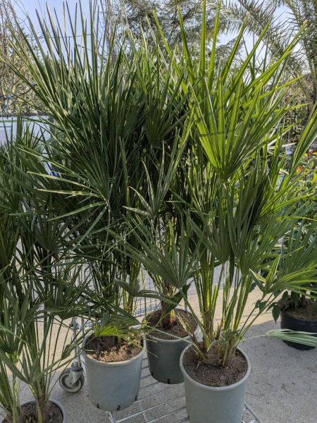 CHAMAEROPS HUMILIS CHAMAEROPS HUMILIS