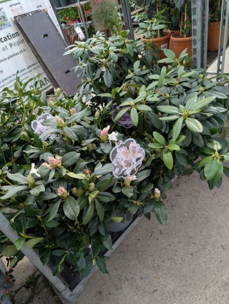 RHODODENDRON-HYBRIDE-XXL