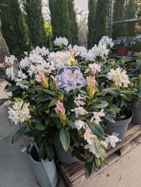 RHODODENDRON-XL-1